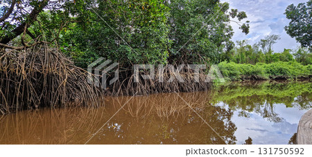 Boat trip on the Igarape do Urubu River, Delta das Americas to Ilha das Canarias, Brazil. South America Boat trip on the Igarape do Urubu River, Delta das Americas to Ilha das Canarias, Brazil. South America 131750592