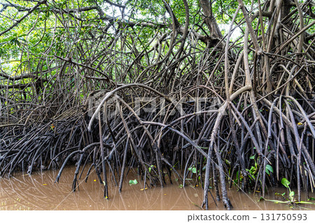 Boat trip on the Igarape do Urubu River, Delta das Americas to Ilha das Canarias, Brazil. South America Boat trip on the Igarape do Urubu River, Delta das Americas to Ilha das Canarias, Brazil. South America 131750593