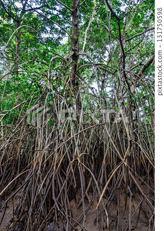 Boat trip on the Igarape do Urubu River, Delta das Americas to Ilha das Canarias, Brazil. South America Boat trip on the Igarape do Urubu River, Delta das Americas to Ilha das Canarias, Brazil. South America 131750598