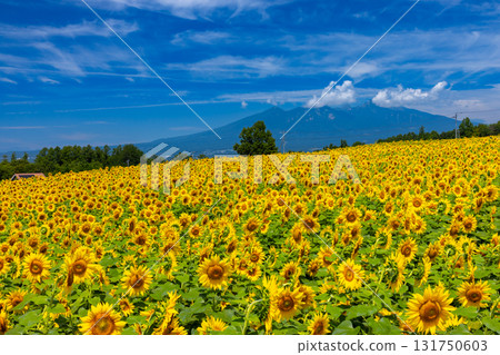 Asao, Akeno-cho, Hokuto City, Yamanashi Prefecture - Akeno Sunflower Festival: Sunflower fields in full bloom and the view of Mt. Yatsugatake 131750603