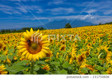 Asao, Akeno-cho, Hokuto City, Yamanashi Prefecture - Akeno Sunflower Festival: Sunflower fields in full bloom and the view of Mt. Yatsugatake Asao, Akeno-cho, Hokuto City, Yamanashi Prefecture - Akeno Sunflower Festival: Sunflower fields in full bloom and the view of Mt. Yatsugatake 131750606