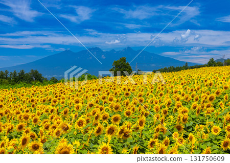 山梨縣北杜市明野町麻尾 - 明野向日葵節:盛開的向日葵田和八岳的景色 山梨縣北杜市明野町麻尾 - 明野向日葵節:盛開的向日葵田和八岳的景色 131750609