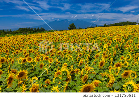 山梨縣北杜市明野町麻尾 - 明野向日葵節：盛開的向日葵田和八岳的景色 131750611