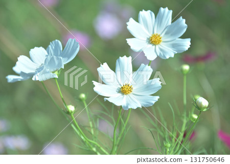 Cosmos weather 131750646