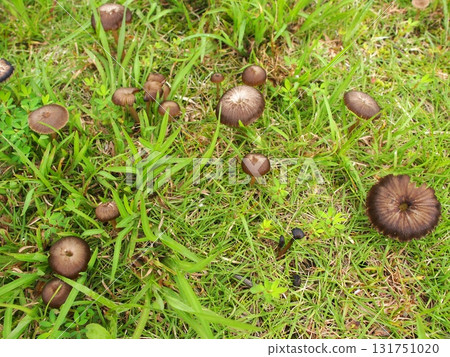 Ecological photograph of Hymenokasa 131751020