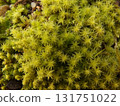 Ecological photograph of Sunagoke moss 131751022