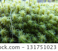 Ecological photograph of Sunagoke moss 131751023