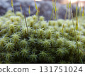 Ecological photograph of Sunagoke moss 131751024