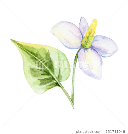 White flower with yellow center and large green variegated leaf of Houttuynia cordata in watercolor illustration, hand drawn clipart for recipe cards, packaging, textile design, invitations and crafts 131751046