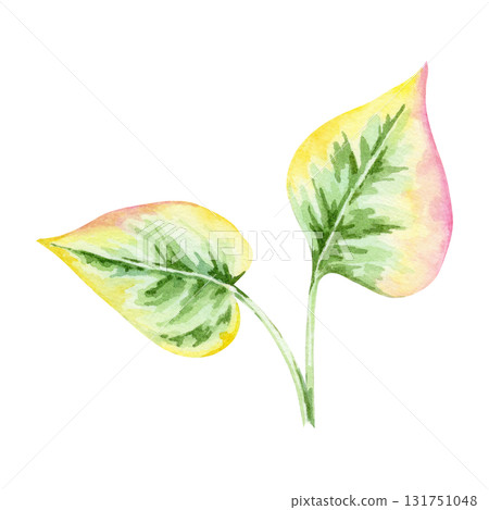 Yellow-green leaves with pink edges of Houttuynia cordata in watercolor illustration, hand drawn clipart for kitchen decor, botanical packaging, fabric design, recipe cards, wrapping paper and crafts. 131751048