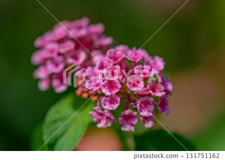 Nagoya Port Wildflower Garden Bluebonnet Lantana Nagoya Port Wildflower Garden Bluebonnet Lantana 131751162