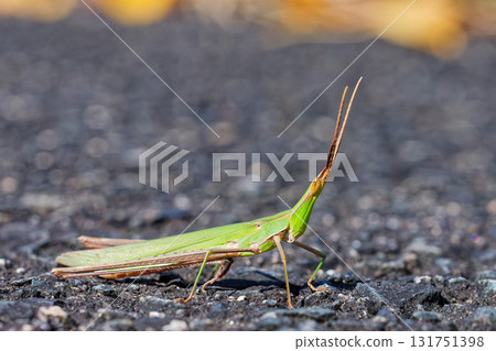 Shorurigata Shorurigata 131751398