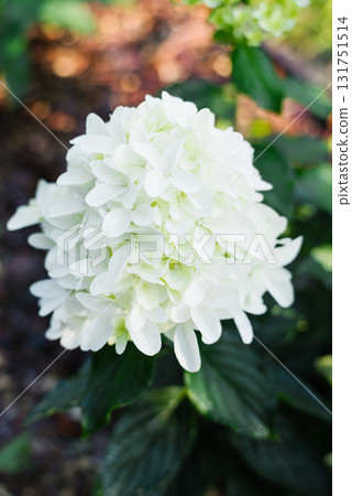 Hydrangea Skyfall beginning to flower in white 131751514