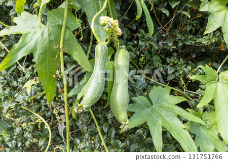 Image of two cultivated gourds Image of two cultivated gourds 131751766