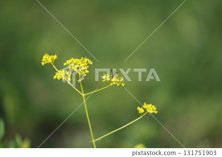 搖籃 131751903