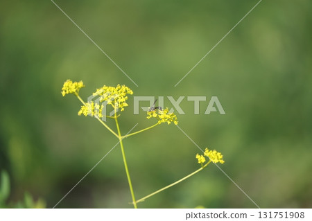 A cradle A cradle 131751908