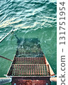 Ladder into the ocean at a jetty 131751954