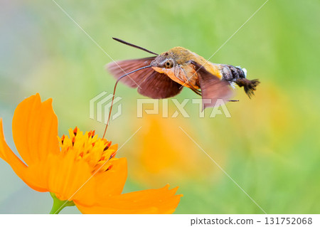 A black hawk moth sucking nectar 131752068