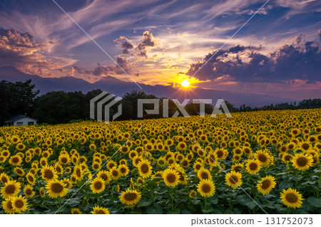 Asao, Akeno-cho, Hokuto City, Yamanashi Prefecture - Sunset view of the Akeno Sunflower Festival's full-bloom sunflower fields and the Southern Alps 131752073