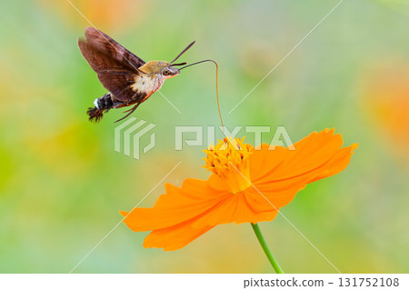 小黑天蛾和黃色波斯菊 131752108