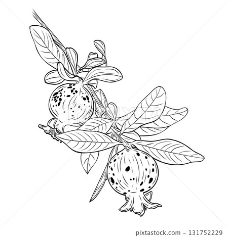 Monochrome botanical pomegranates on branch with leaves. Graphic line art hand drawn ink black and white illustration vector 131752229