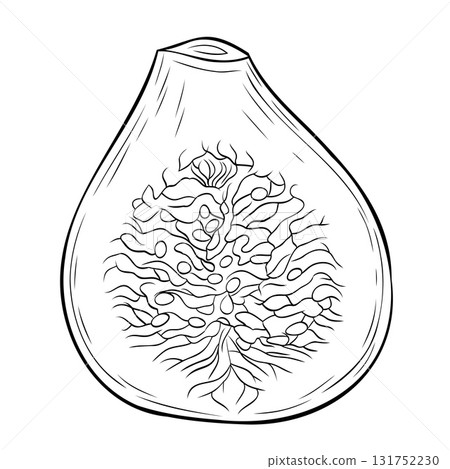Monochrome botanical green figs in section. Graphic line art hand drawn ink black and white vector illustration Monochrome botanical green figs in section. Graphic line art hand drawn ink black and white vector illustration 131752230