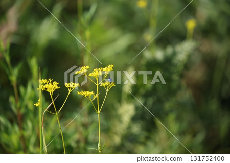 獎金魚 獎金魚 131752400