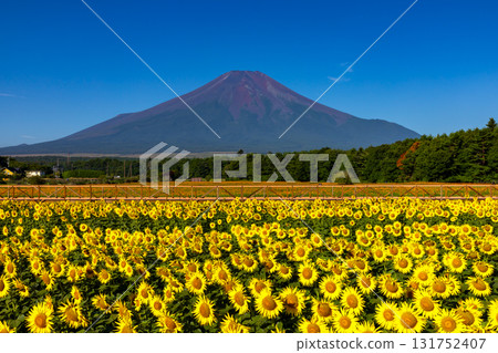 山梨縣南都留郡山中湖村的花之都公園盛開的向日葵田,藍天映襯下的富士山 山梨縣南都留郡山中湖村的花之都公園盛開的向日葵田,藍天映襯下的富士山 131752407