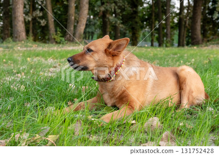 Dog Theft Awareness Day Attentive Dog Lying in Grass at Park Dog Theft Awareness Day Attentive Dog Lying in Grass at Park 131752428