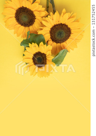 Bright yellow sunflowers on a matching background 131752455