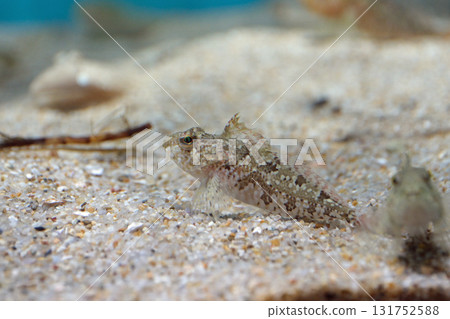Scallop 131752588