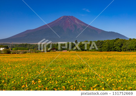 Yamanaka, Yamanakako-mura, Minamitsuru-gun, Yamanashi Prefecture: View of the orange Kibana cosmos field all over Hananomiyako Park and Mt. Fuji towering in the background. 131752669