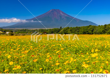 山梨縣南都留郡山中湖村山中：花宮湖公園內的橙色木花波斯菊田野和背景中高聳的富士山。 131752671
