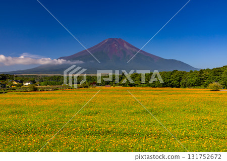 Yamanaka, Yamanakako-mura, Minamitsuru-gun, Yamanashi Prefecture: View of the orange Kibana cosmos field all over Hananomiyako Park and Mt. Fuji towering in the background. 131752672