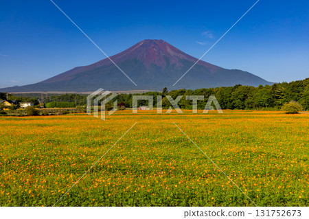 Yamanaka, Yamanakako-mura, Minamitsuru-gun, Yamanashi Prefecture: View of the orange Kibana cosmos field all over Hananomiyako Park and Mt. Fuji towering in the background. 131752673