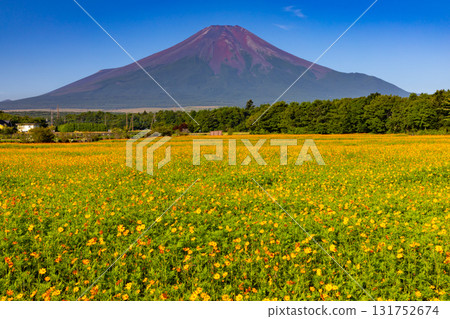 山梨縣南都留郡山中湖村山中：花宮湖公園內的橙色木花波斯菊田野和背景中高聳的富士山。 131752674