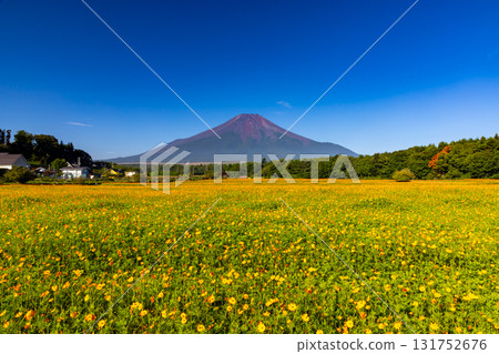 山梨縣南都留郡山中湖村山中：花宮湖公園內的橙色木花波斯菊田野和背景中高聳的富士山。 131752676