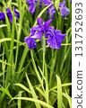 June flowers, irises in bloom 131752693