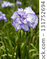 June flower, Iris blooming flower scenery-2 131752694