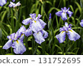 June flower, Iris blooming flower scenery-3 131752695