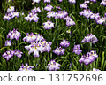June flower, Iris blooming flower scenery-4 131752696