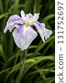 June flower, Iris blooming flower scenery-5 131752697