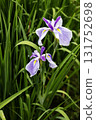 June flowers, Iris blooming flower scenery-6 131752698