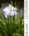 June flowers, Iris blooming flower scenery-7 131752699