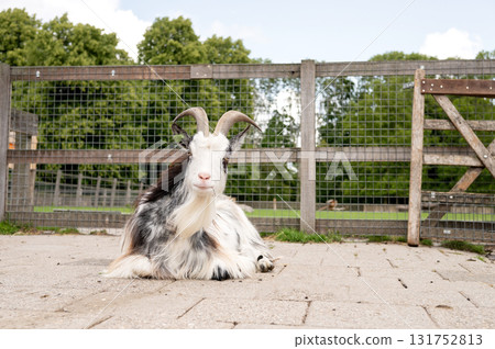 Majestic goat resting on farm in front of wooden fence and greenery Majestic goat resting on farm in front of wooden fence and greenery 131752813