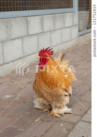Fluffy bantam rooster with vibrant red comb on farmyard path Fluffy bantam rooster with vibrant red comb on farmyard path 131752814