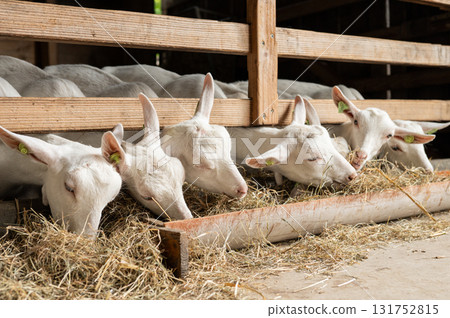 Group of white goats feeding on hay inside a barn Group of white goats feeding on hay inside a barn 131752815