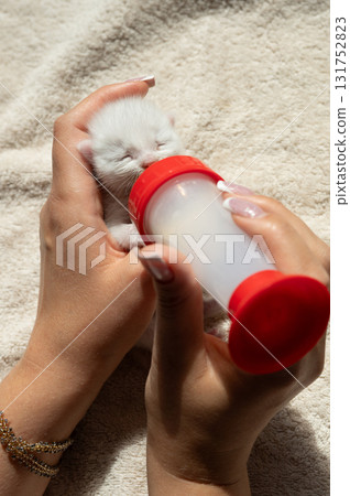 Tiny kitten drinking milk from bottle in caregiver's hands Tiny kitten drinking milk from bottle in caregiver's hands 131752823