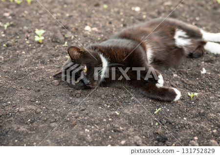 Black and white cat relaxing on bare soil in garden setting. Black Cat Appreciation Day 131752829
