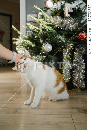 Playful cat under christmas tree with ornaments and tinsel Playful cat under christmas tree with ornaments and tinsel 131752851